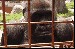 Gorillas-watching-caterpillar